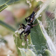 Imagem de Aphantaulax trifasciata (O. Pickard-Cambridge 1872)