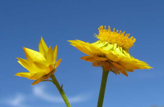 Image of Xerochrysum viscosum