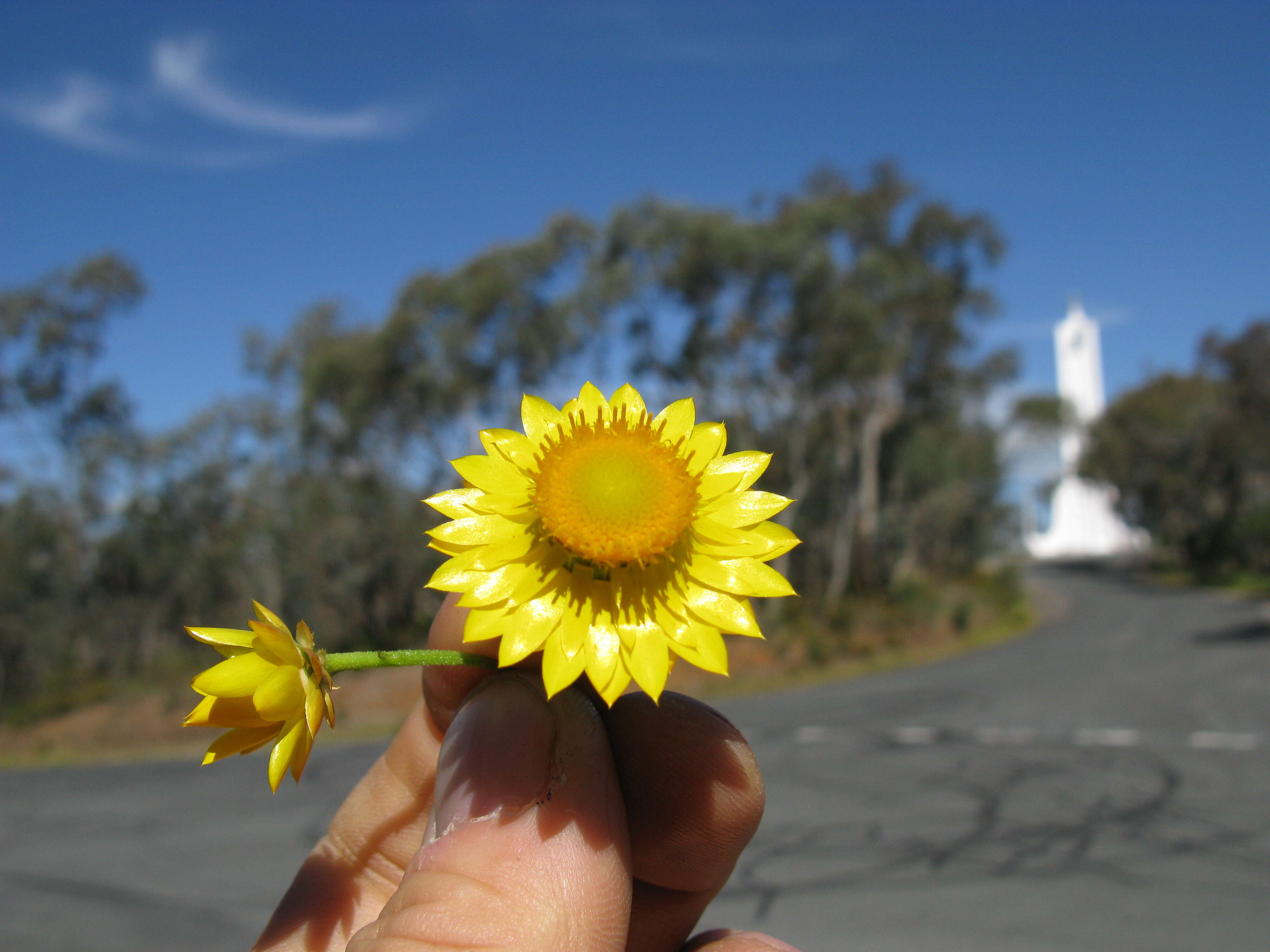 Plancia ëd Xerochrysum viscosum