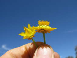 Plancia ëd Xerochrysum viscosum