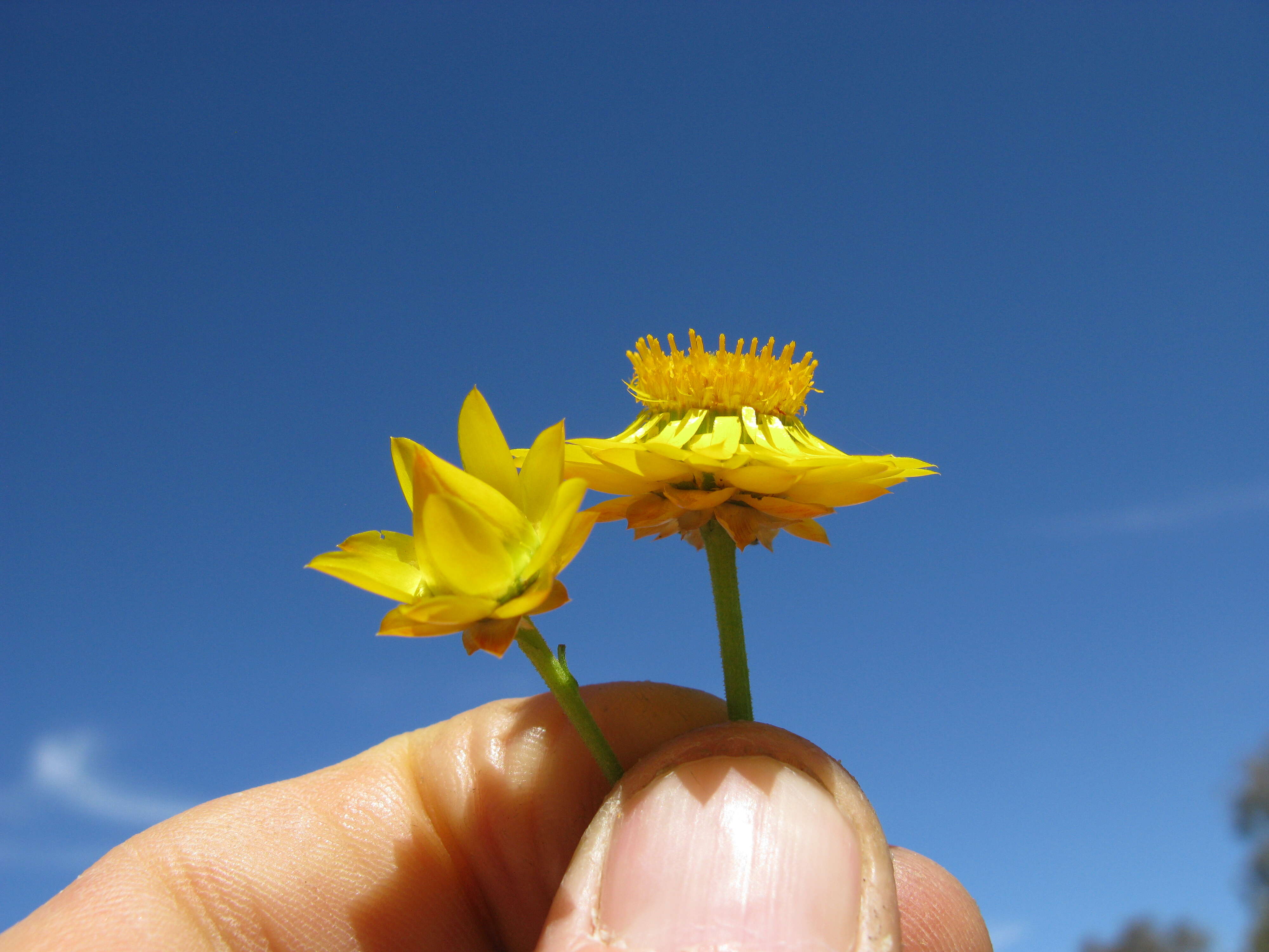 Image of Xerochrysum viscosum