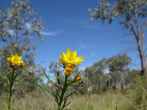 Plancia ëd Xerochrysum viscosum