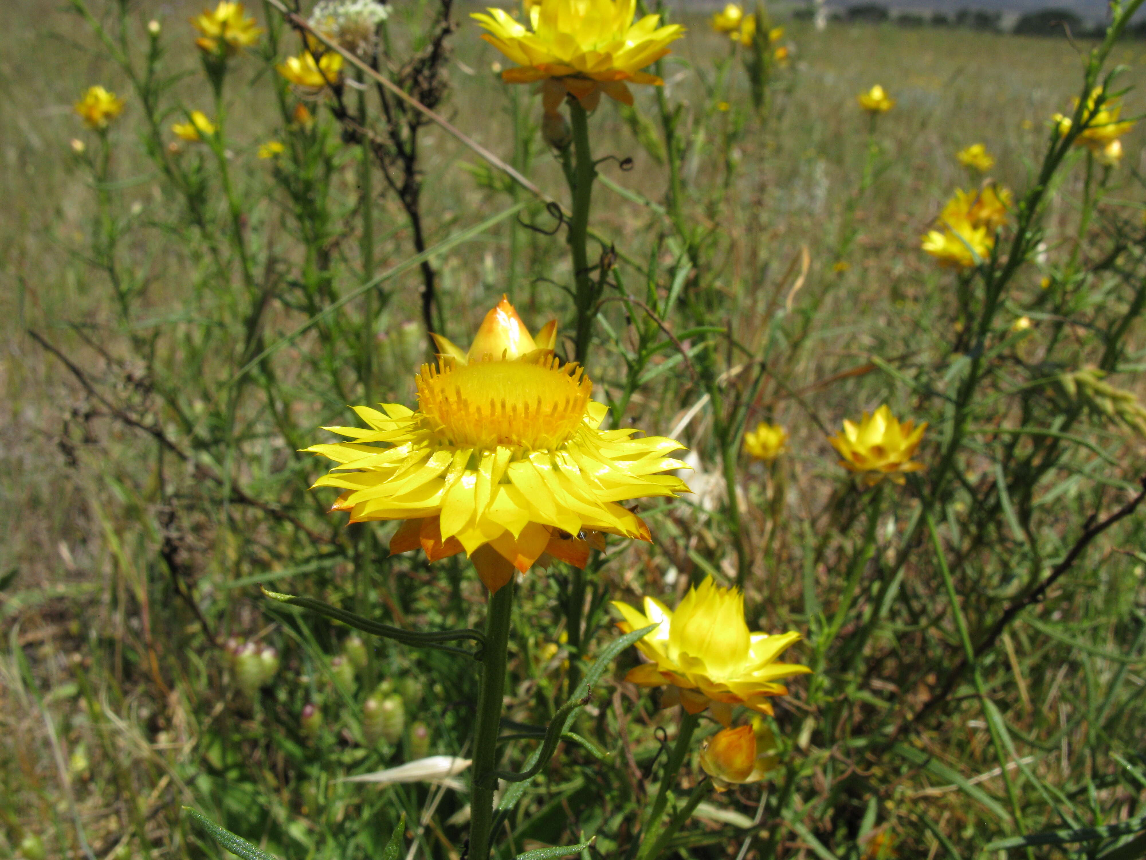 Plancia ëd Xerochrysum viscosum