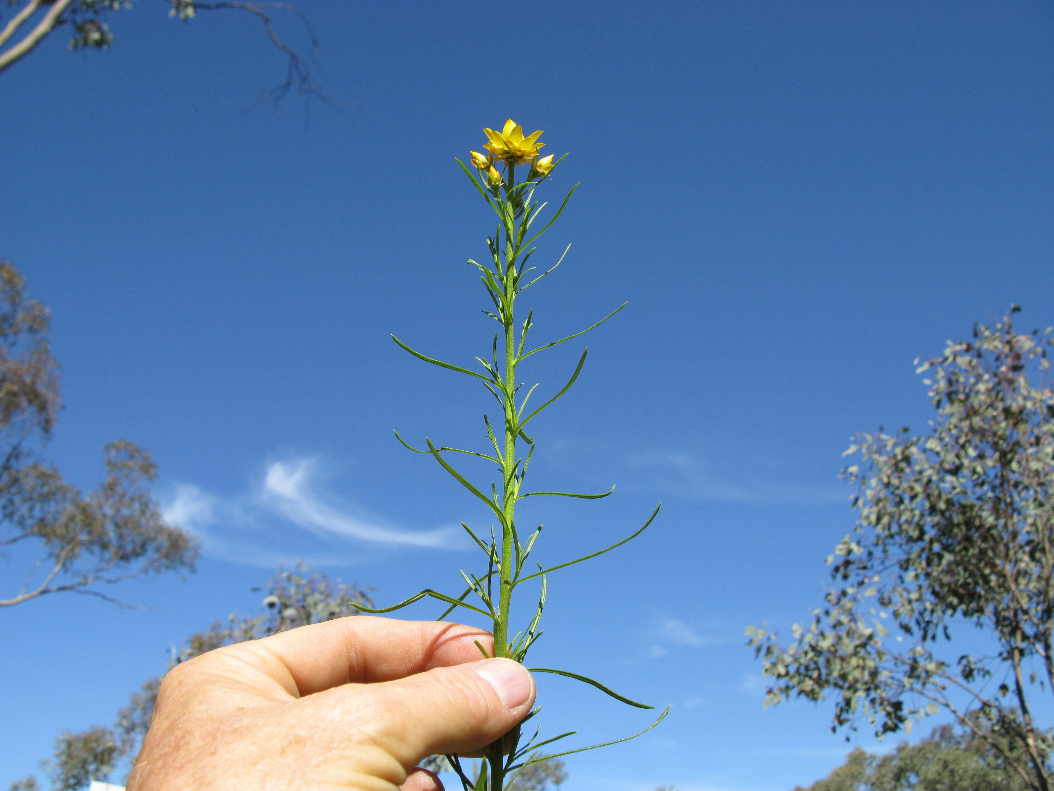 Plancia ëd Xerochrysum viscosum