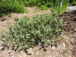 Image of waterleaf phacelia