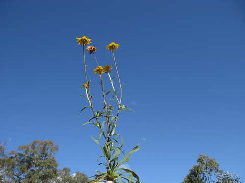 Image of bracted strawflower