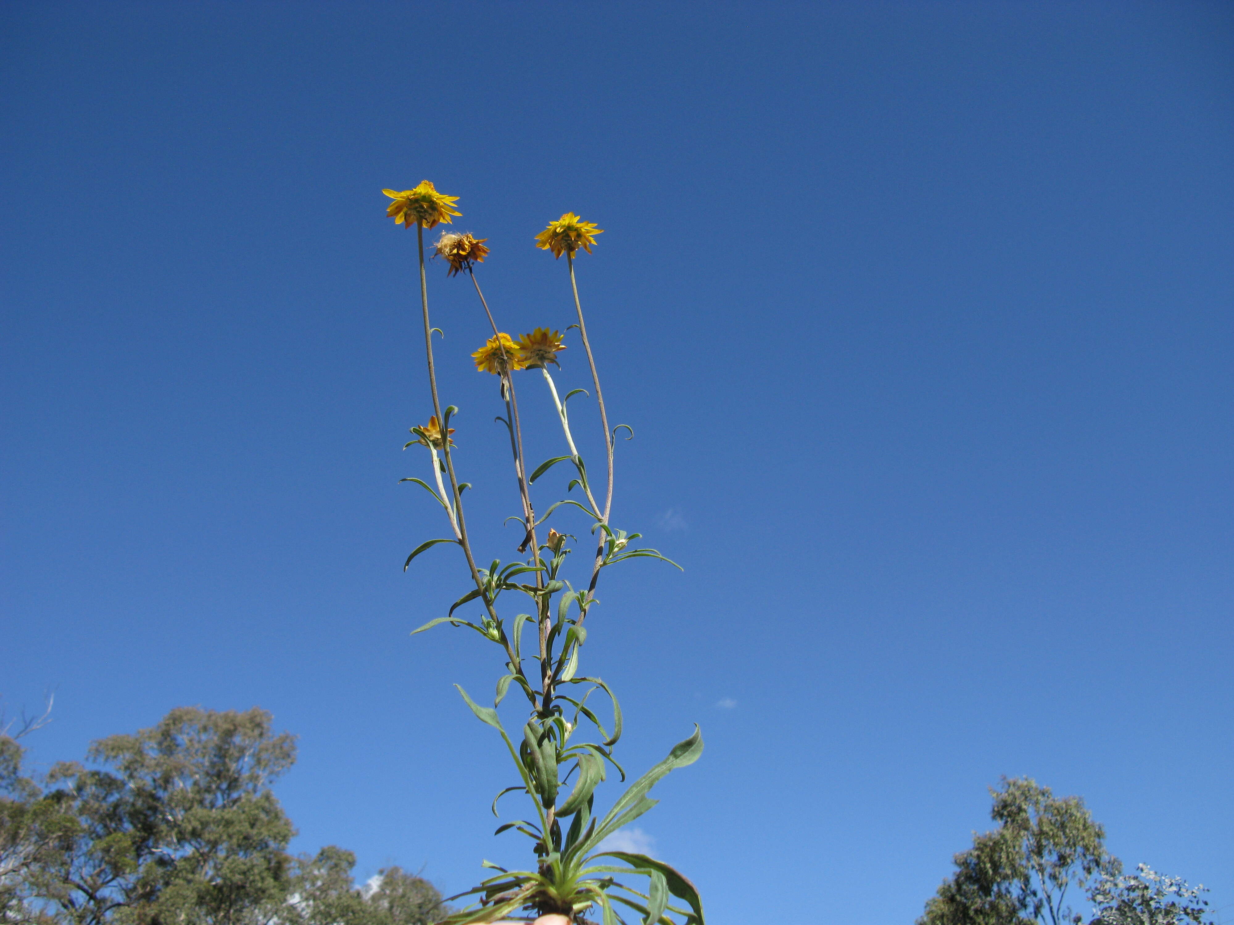 Plancia ëd Xerochrysum bracteatum (Vent.) N. N. Tzvel.