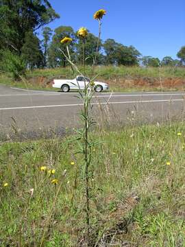 Image of bracted strawflower