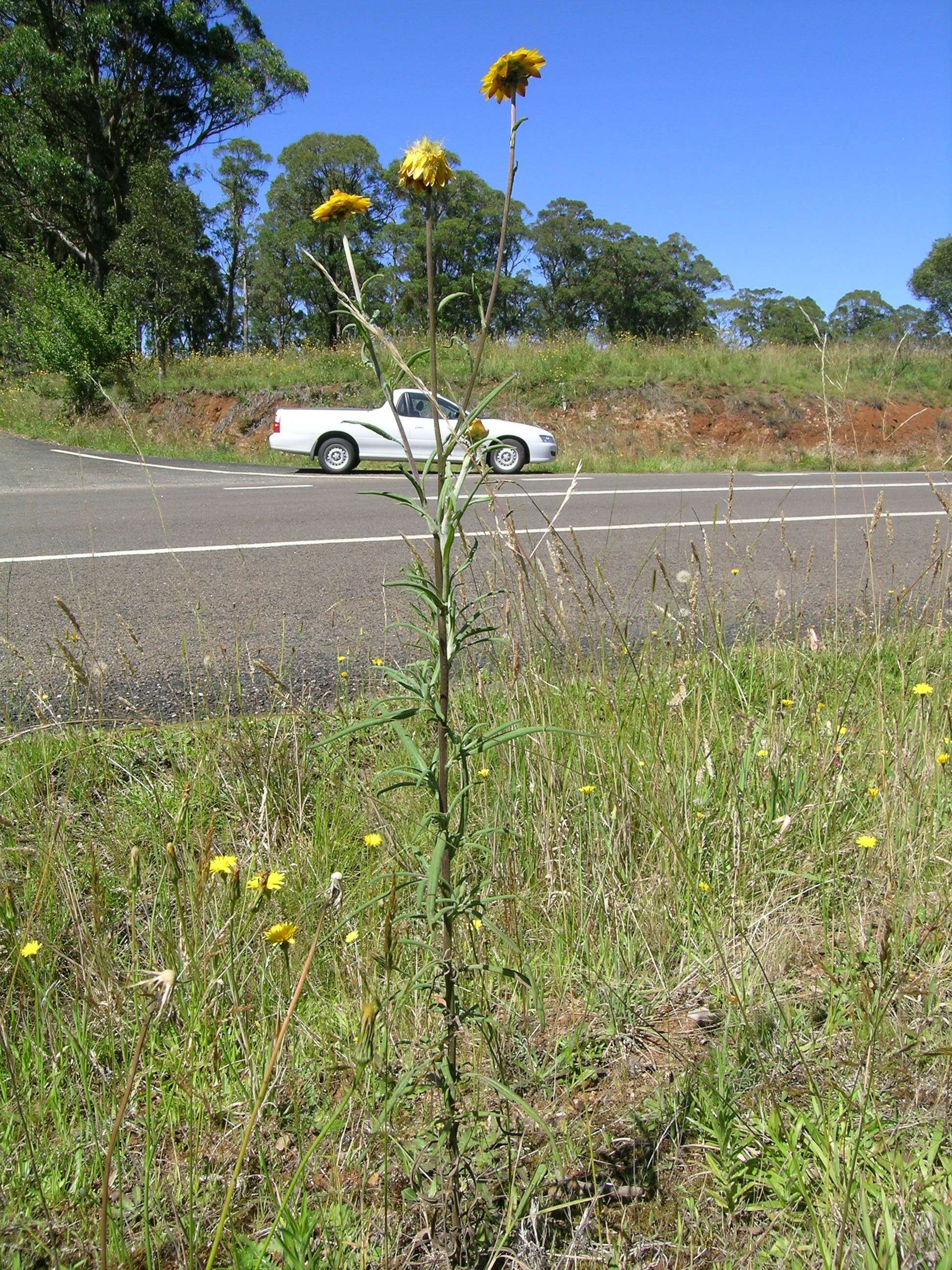 Plancia ëd Xerochrysum bracteatum (Vent.) N. N. Tzvel.