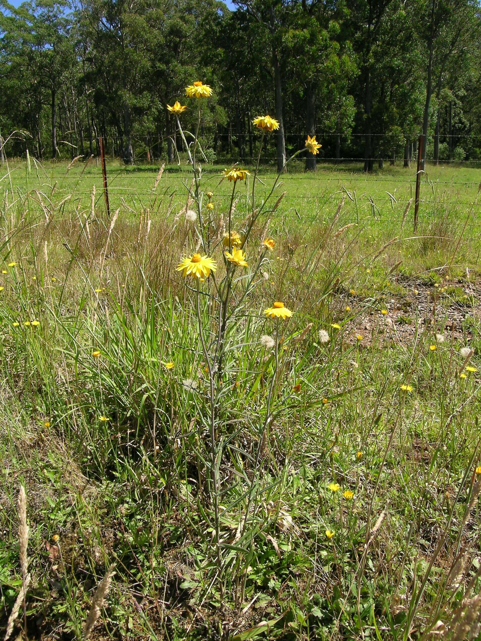 Plancia ëd Xerochrysum bracteatum (Vent.) N. N. Tzvel.