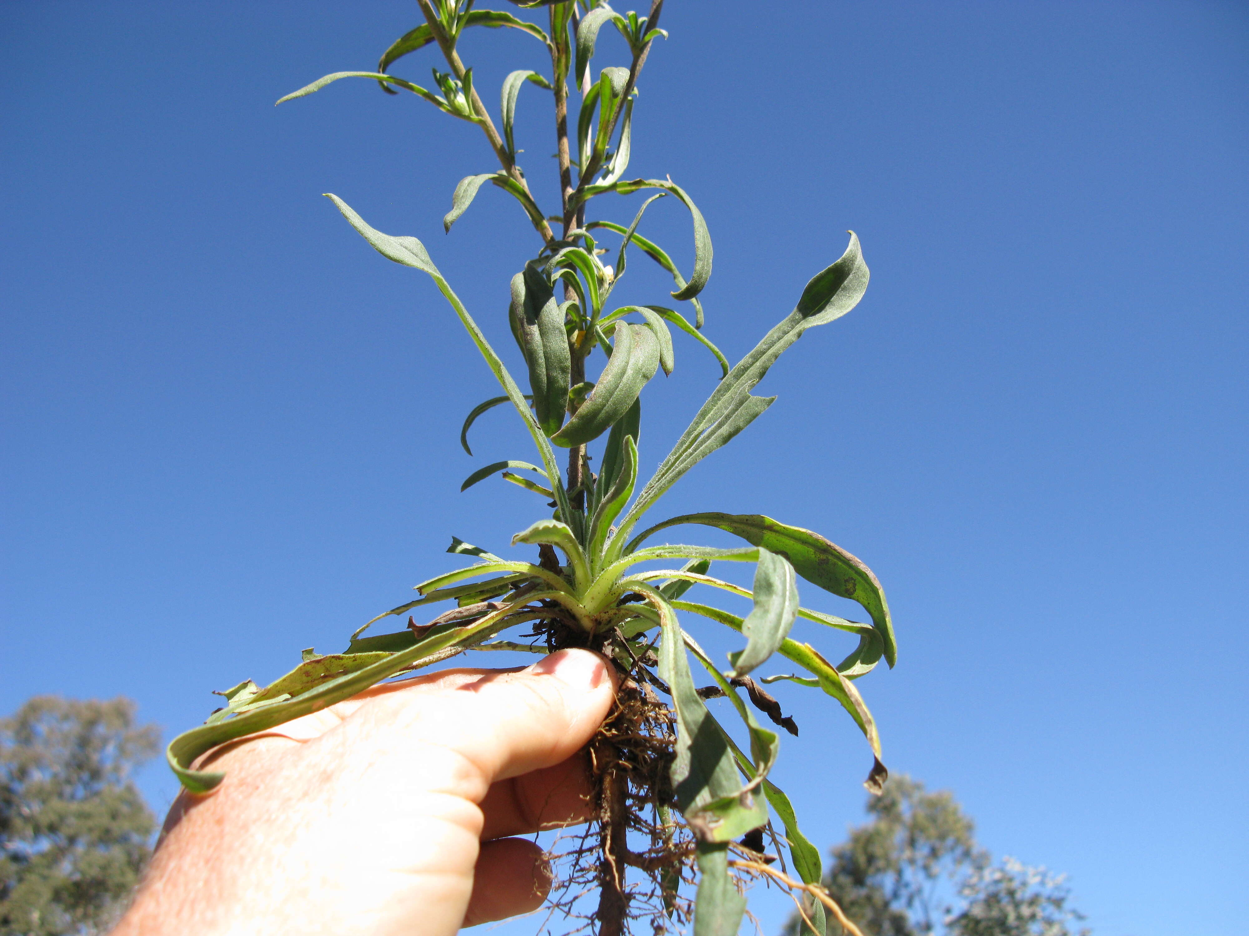 Image of bracted strawflower