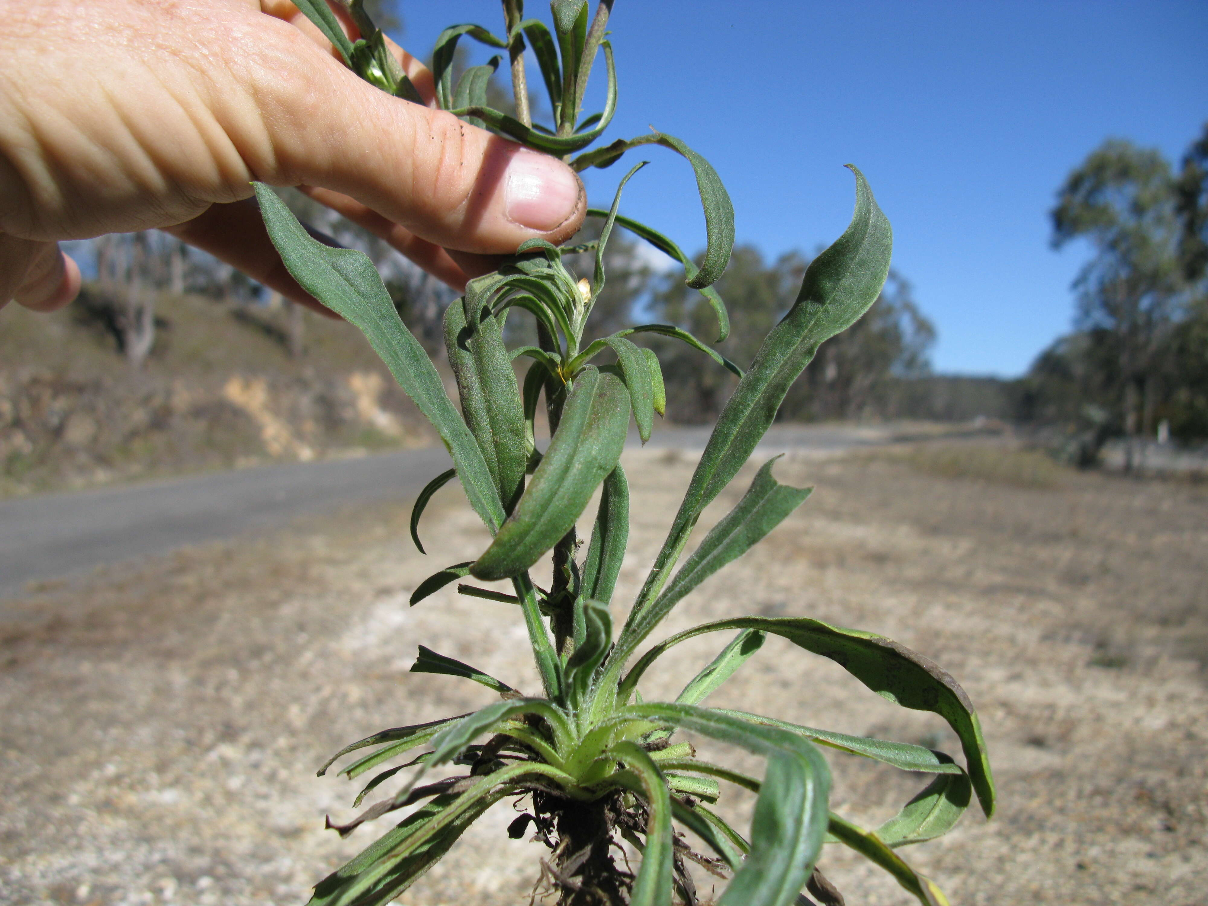 Plancia ëd Xerochrysum bracteatum (Vent.) N. N. Tzvel.