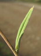 Plancia ëd Xerochrysum bracteatum (Vent.) N. N. Tzvel.