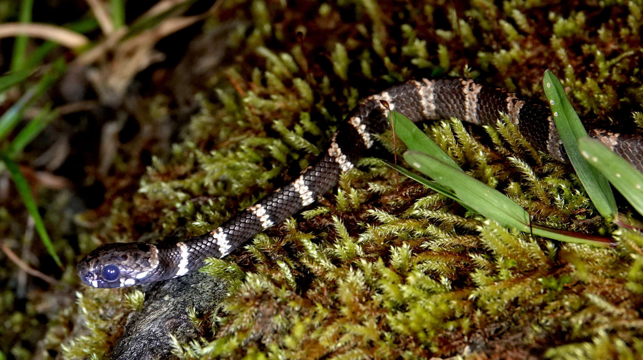 Image of Tropical Snail-eater