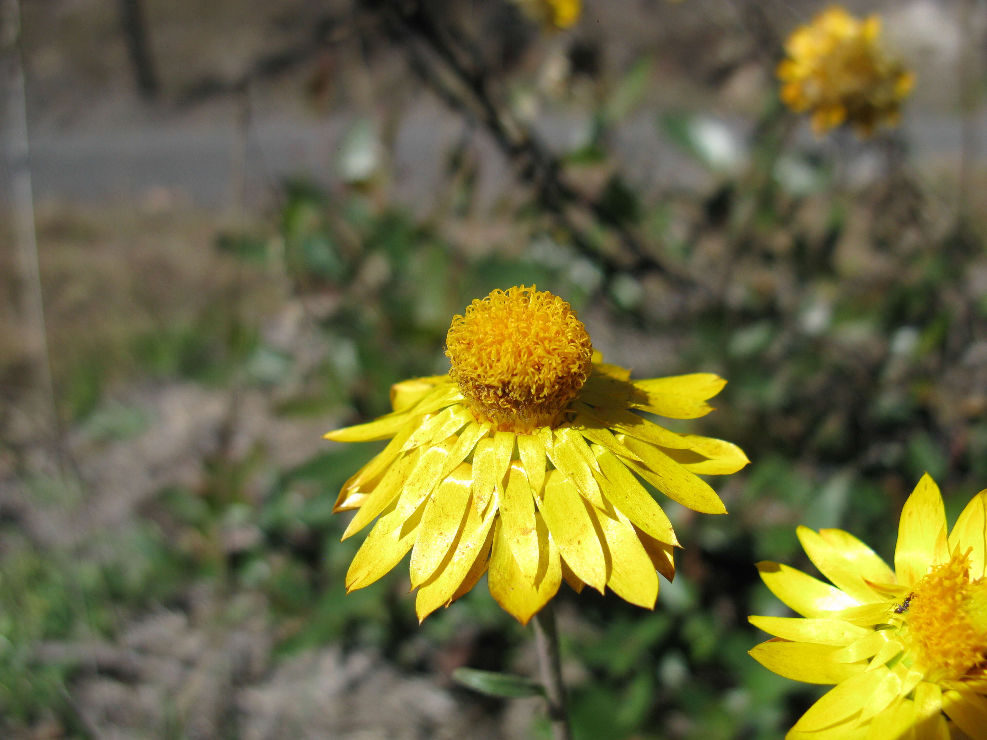 Plancia ëd Xerochrysum bracteatum (Vent.) N. N. Tzvel.