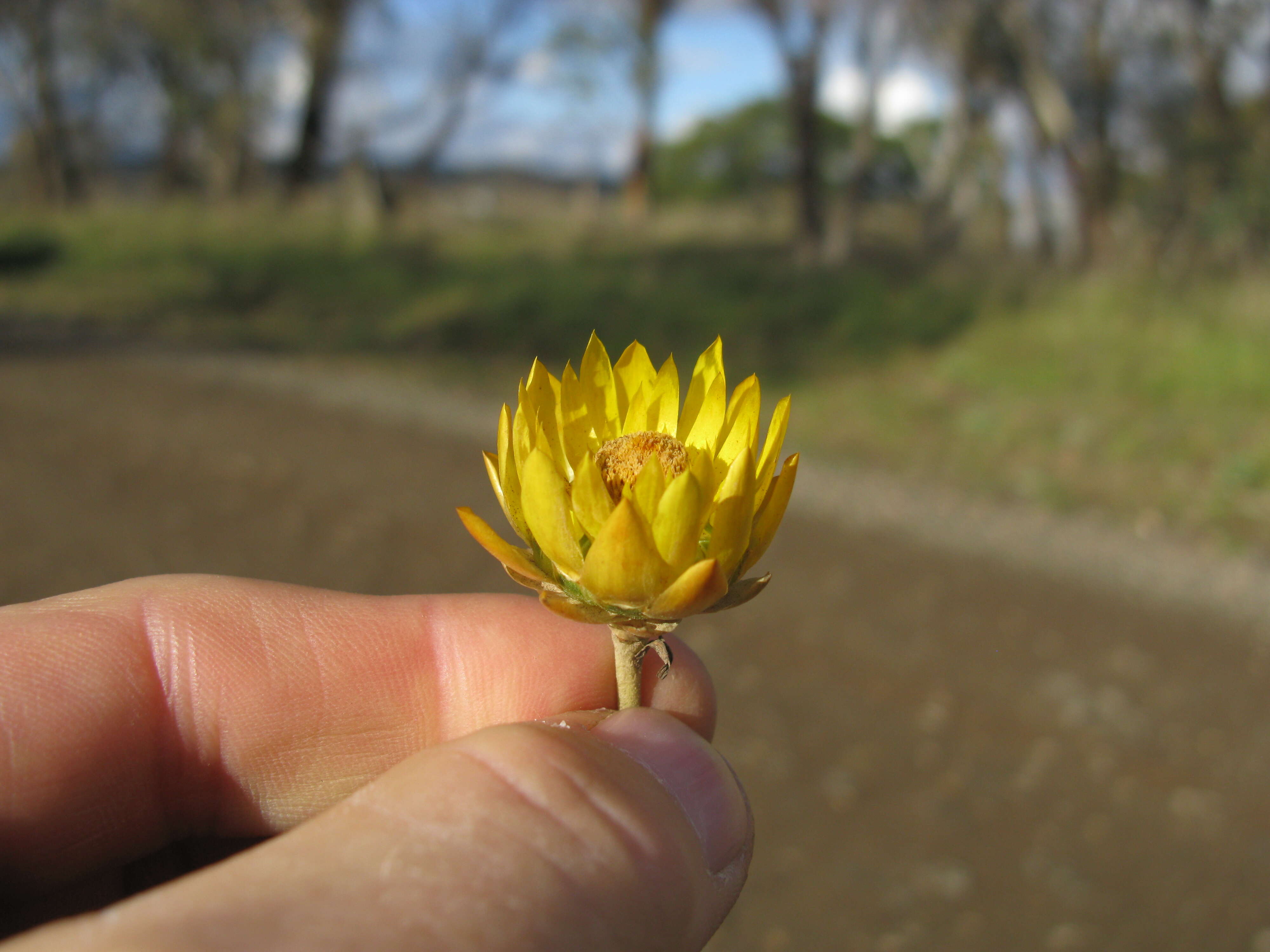 Plancia ëd Xerochrysum bracteatum (Vent.) N. N. Tzvel.