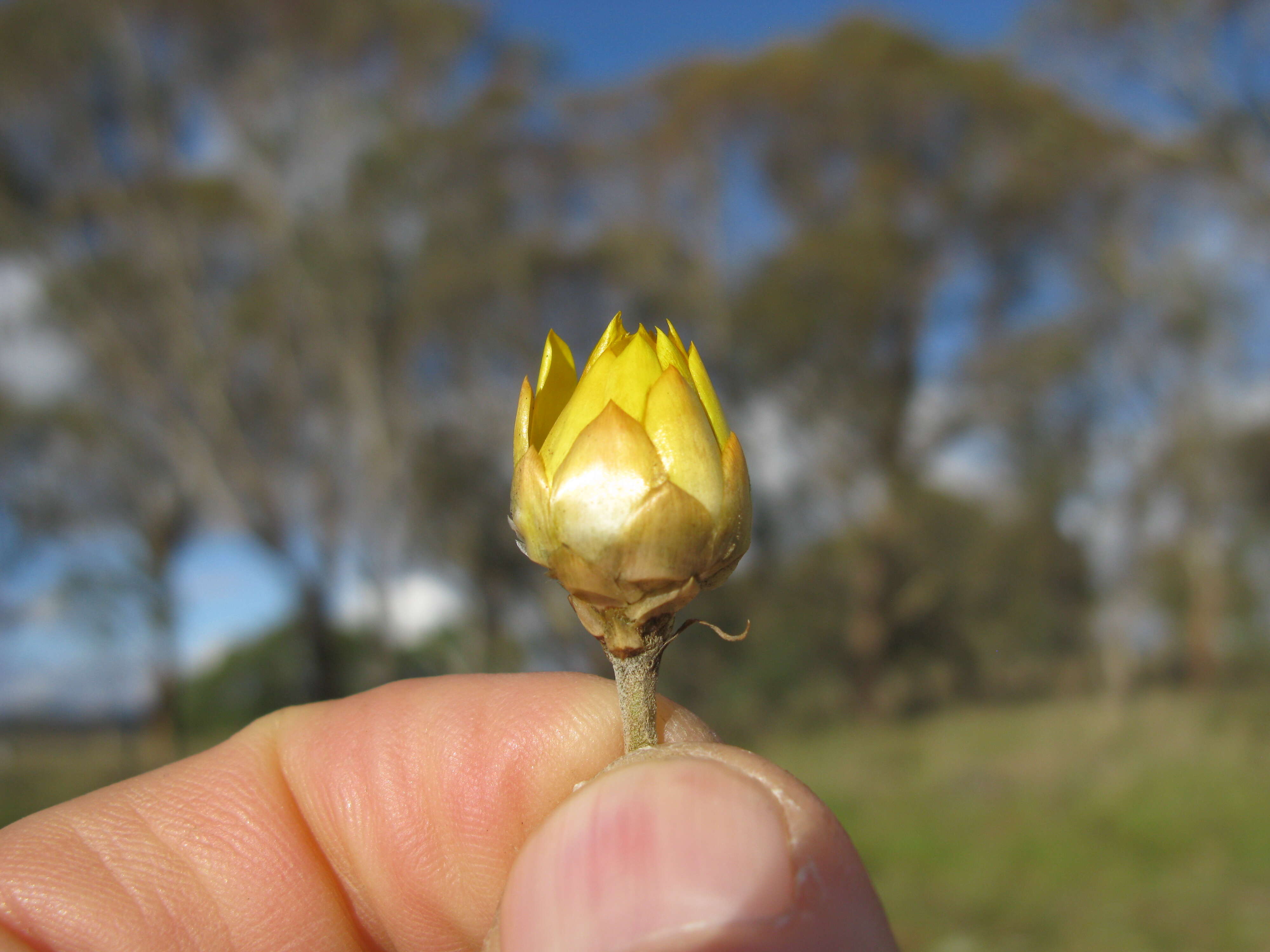 Plancia ëd Xerochrysum bracteatum (Vent.) N. N. Tzvel.