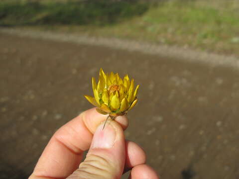 Plancia ëd Xerochrysum bracteatum (Vent.) N. N. Tzvel.