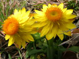 Plancia ëd Xerochrysum bracteatum (Vent.) N. N. Tzvel.