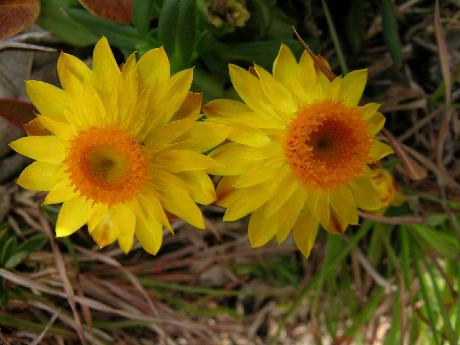 Plancia ëd Xerochrysum bracteatum (Vent.) N. N. Tzvel.