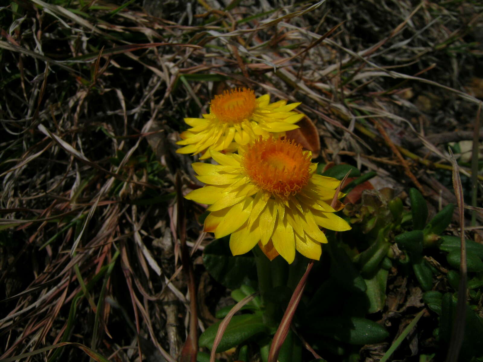 Plancia ëd Xerochrysum bracteatum (Vent.) N. N. Tzvel.