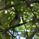 Image of Striated Antbird