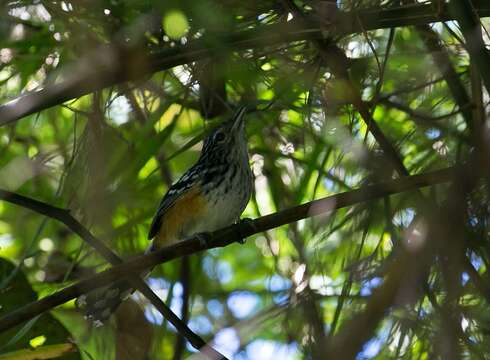 Image of Striated Antbird