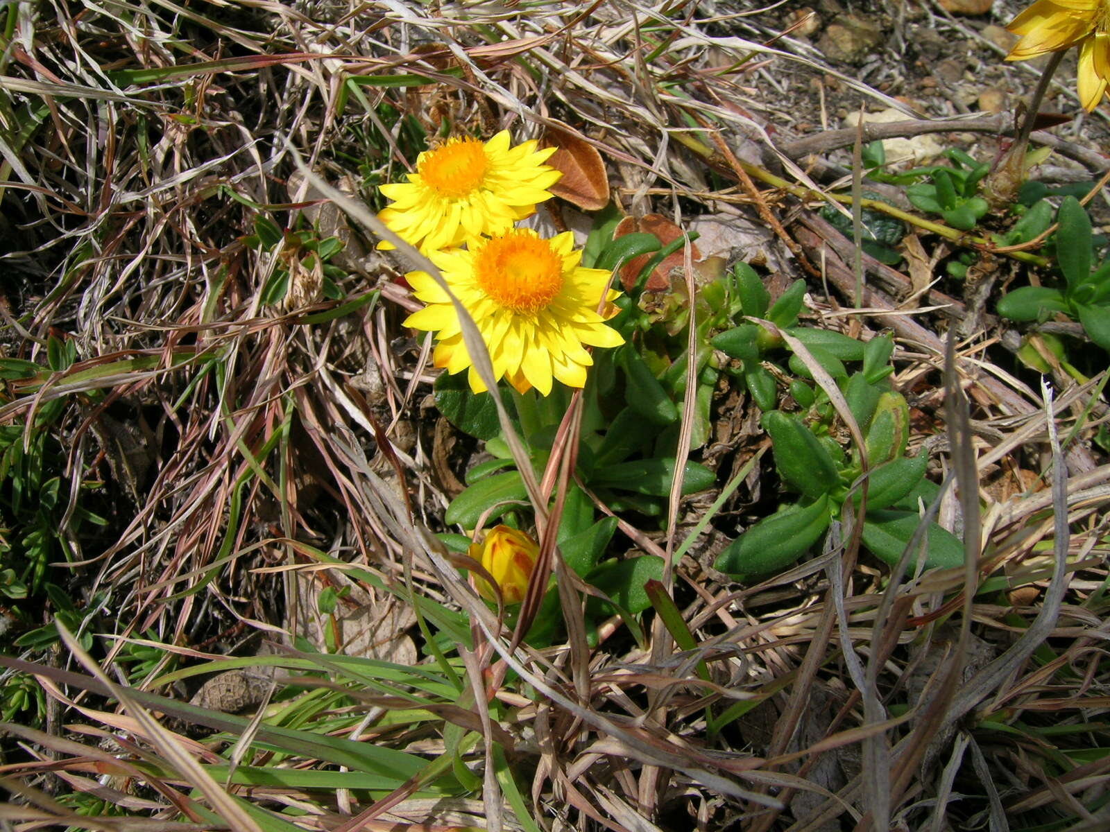 Plancia ëd Xerochrysum bracteatum (Vent.) N. N. Tzvel.