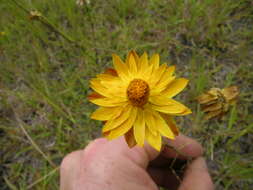 Plancia ëd Xerochrysum bracteatum (Vent.) N. N. Tzvel.