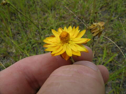 Image of bracted strawflower