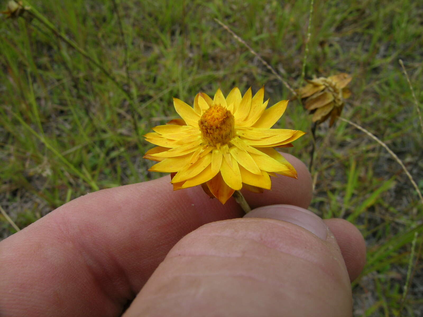 Plancia ëd Xerochrysum bracteatum (Vent.) N. N. Tzvel.