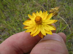 Plancia ëd Xerochrysum bracteatum (Vent.) N. N. Tzvel.