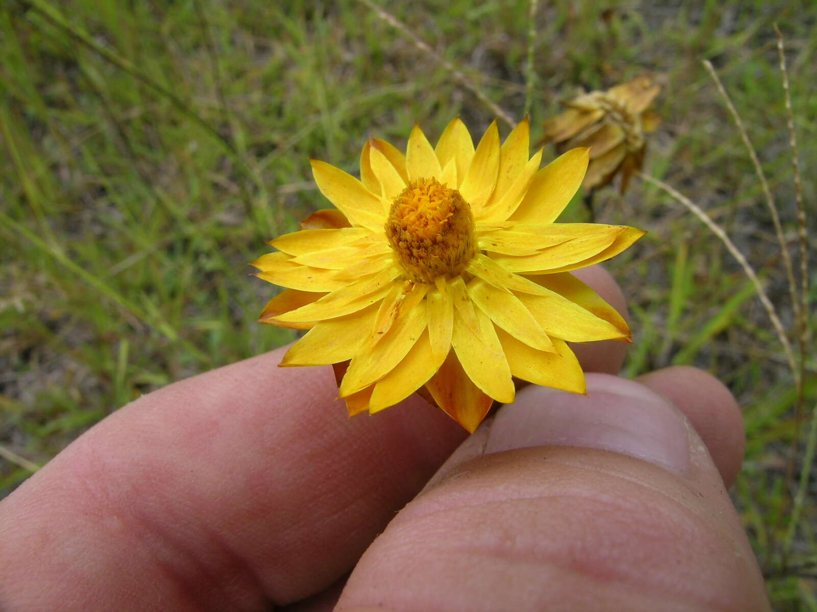 Plancia ëd Xerochrysum bracteatum (Vent.) N. N. Tzvel.