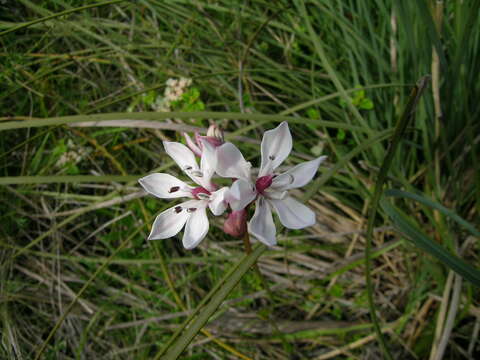 Image of Burchardia umbellata R. Br.