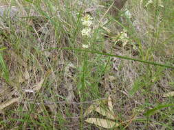 Слика од Stackhousia subterranea W. R. Barker