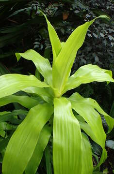 Image of fragrant dracaena