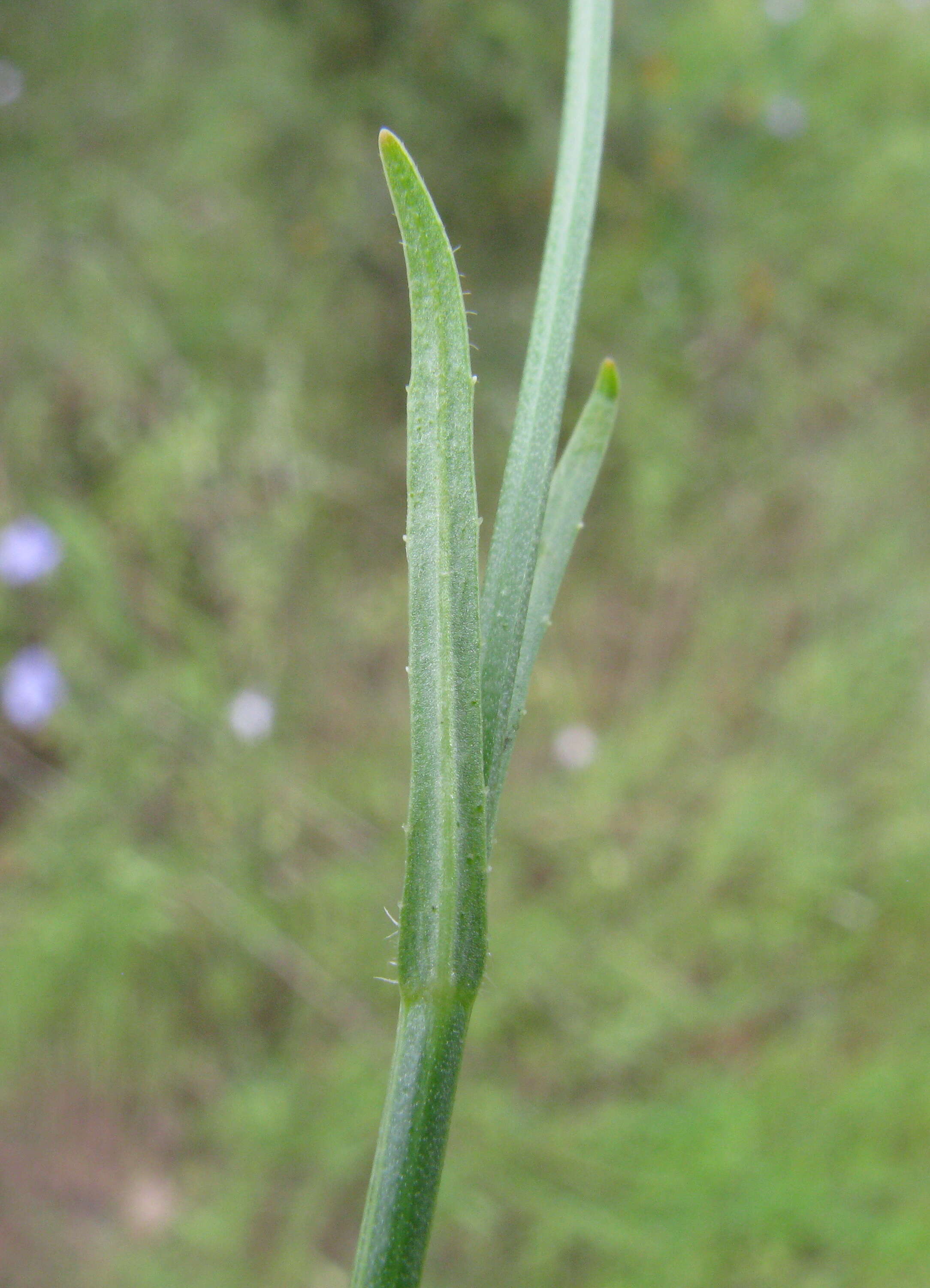 صورة Wahlenbergia stricta (R. Br.) Sweet