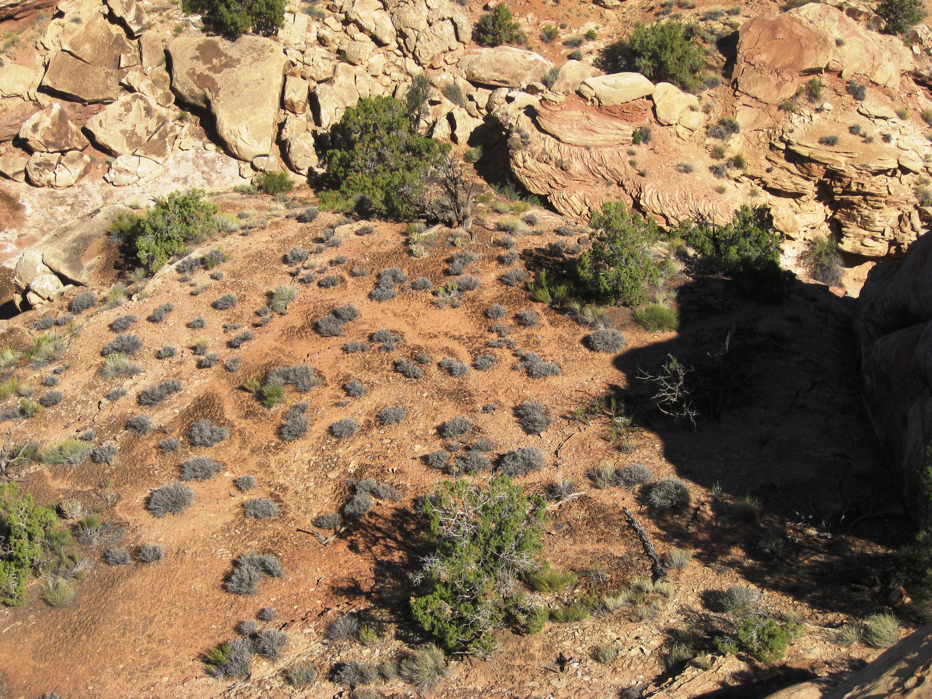 Image of Bigberry Juniper