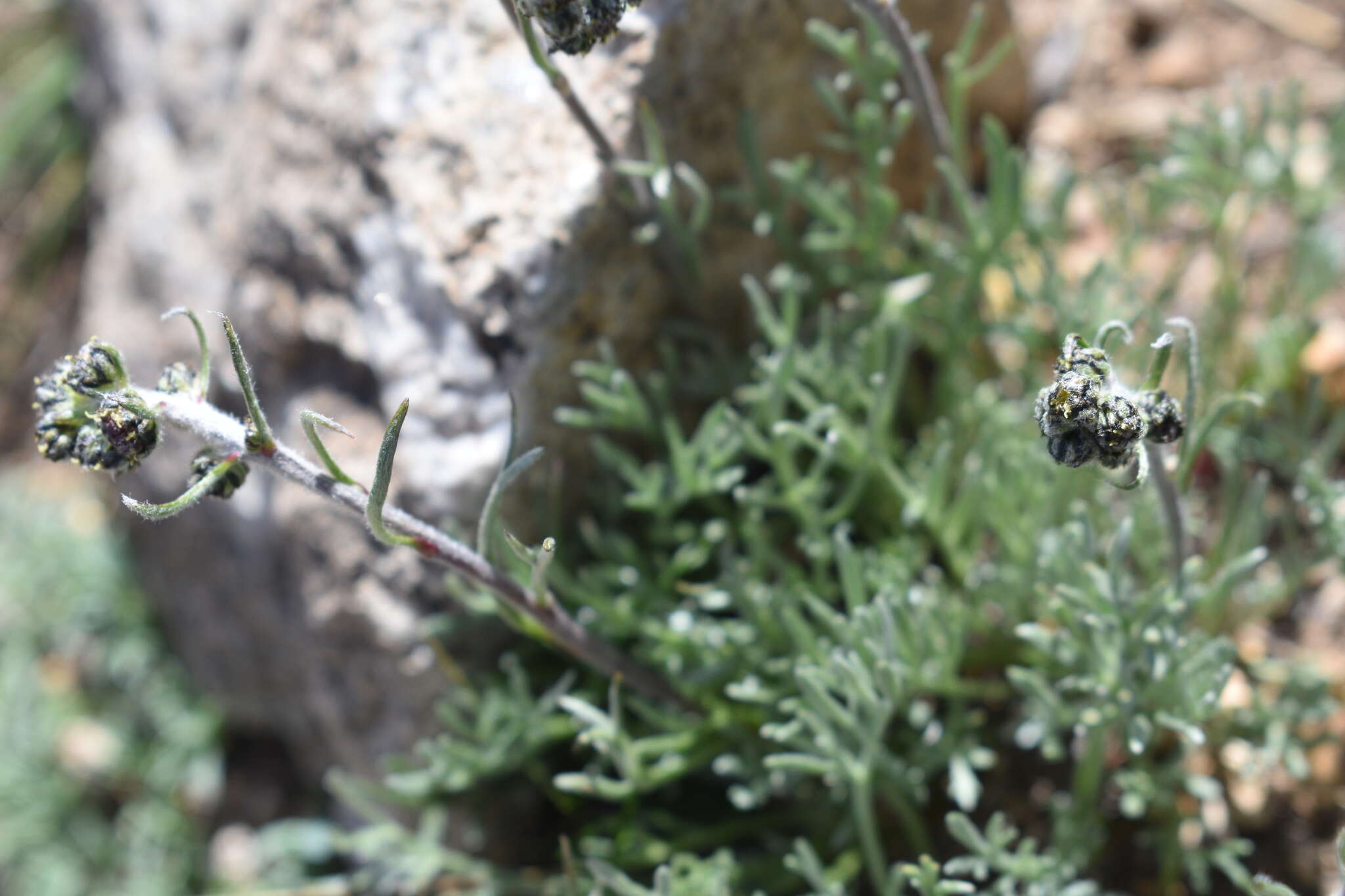 Image of alpine sagebrush