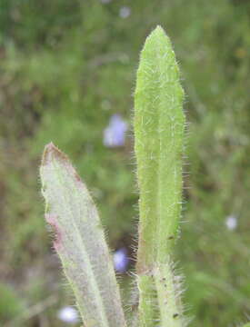 Image of Wahlenbergia stricta (R. Br.) Sweet