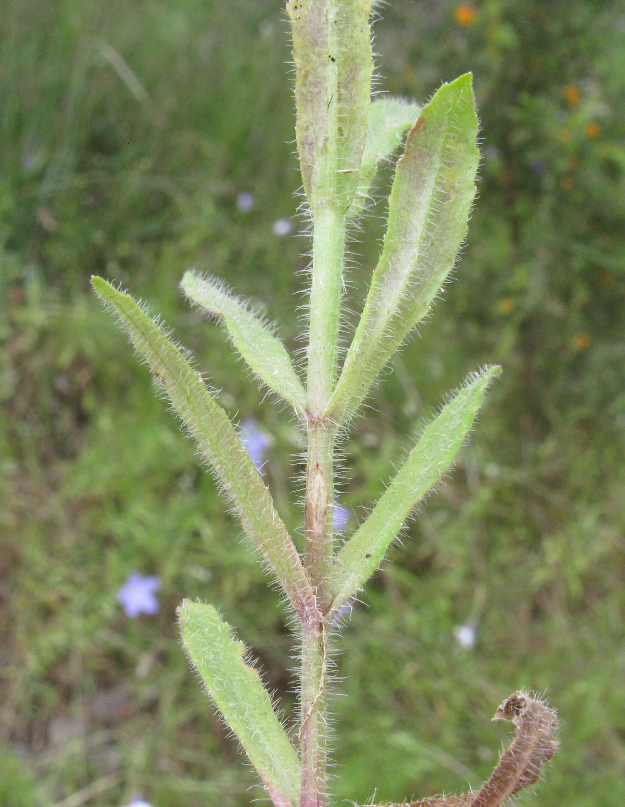 صورة Wahlenbergia stricta (R. Br.) Sweet