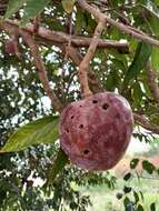 Imagem de Annona reticulata L.