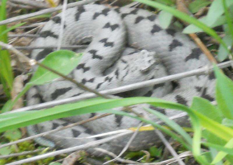 Image of Transcaucasian Long-nosed Viper