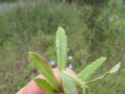 صورة Wahlenbergia stricta (R. Br.) Sweet