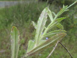 صورة Wahlenbergia stricta (R. Br.) Sweet