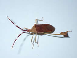 صورة Chondrocera laticornis Laporte 1832