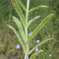 Image of Wahlenbergia stricta (R. Br.) Sweet