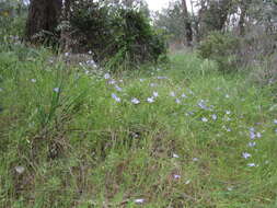 Image of Wahlenbergia stricta (R. Br.) Sweet