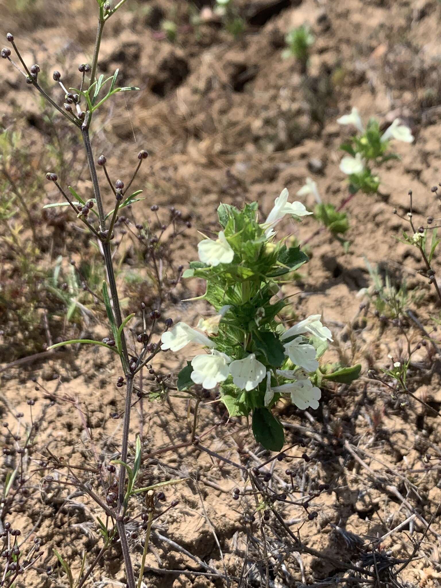 Image of San Diego thorn-mint