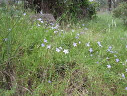 Image of Wahlenbergia stricta (R. Br.) Sweet